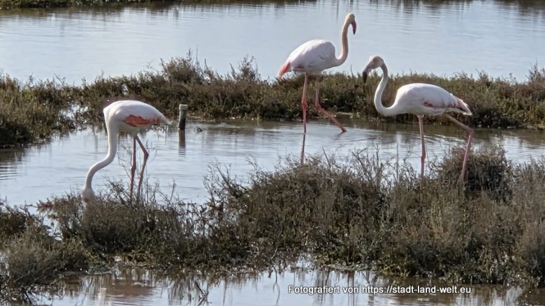 Katalonien (Spanien) 2026 – Route und Stellplätze - Bahnradwege Flüsse und Seen Historische Altstadt Industriekultur Kultur Outdoor-Erlebnisse Spanien Wohnmobil-Touren  20260216_142939-780x439