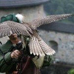 Unter Falken, Adlern und Geiern: Flugshow der Falkner auf der Burg Hohenwerfen - Kategorien: Kurzmeldung  Flugshow-Burg-Hohenwerfen-002-150x150