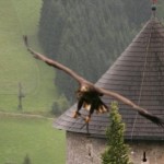 Unter Falken, Adlern und Geiern: Flugshow der Falkner auf der Burg Hohenwerfen - Kategorien: Kurzmeldung  Flugshow-Burg-Hohenwerfen-007-150x150
