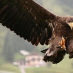 Unter Falken, Adlern und Geiern: Flugshow der Falkner auf der Burg Hohenwerfen - Kategorien: Kurzmeldung  Flugshow-Burg-Hohenwerfen-009-150x150
