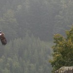 Unter Falken, Adlern und Geiern: Flugshow der Falkner auf der Burg Hohenwerfen - Kategorien: Kurzmeldung  Flugshow-Burg-Hohenwerfen-016-150x150