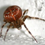 Wer leicht schreckhaft ist oder eine Spinnenphobie hat, sollte hier besser mal nicht reinklicken - Kategorien: Tiere  Spinne-003-150x150