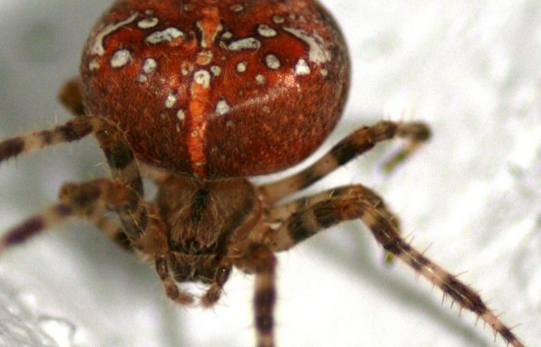 Wer leicht schreckhaft ist oder eine Spinnenphobie hat, sollte hier besser mal nicht reinklicken - Kategorien: Tiere  Spinne-005-780x500