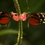 Insel Mainau - Schmetterlingshaus - Kategorien: Outdoor-Erlebnisse Tiere  IMG_3625-150x150
