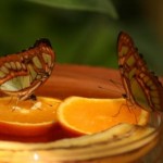 Insel Mainau - Schmetterlingshaus - Kategorien: Outdoor-Erlebnisse Tiere  IMG_3626-150x150