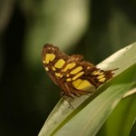 Insel Mainau - Schmetterlingshaus - Kategorien: Outdoor-Erlebnisse Tiere  IMG_3633-150x150