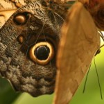 Insel Mainau - Schmetterlingshaus - Kategorien: Outdoor-Erlebnisse Tiere  IMG_3637-150x150