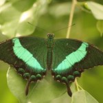 Insel Mainau - Schmetterlingshaus - Kategorien: Outdoor-Erlebnisse Tiere  IMG_3639-150x150