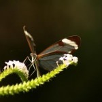 Insel Mainau - Schmetterlingshaus - Kategorien: Outdoor-Erlebnisse Tiere  IMG_3643-150x150