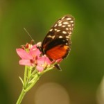 Insel Mainau - Schmetterlingshaus - Kategorien: Outdoor-Erlebnisse Tiere  IMG_3660-150x150