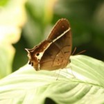 Insel Mainau - Schmetterlingshaus - Kategorien: Outdoor-Erlebnisse Tiere  IMG_3662-150x150