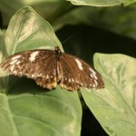 Insel Mainau - Schmetterlingshaus - Kategorien: Outdoor-Erlebnisse Tiere  IMG_3666-150x150
