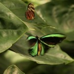Insel Mainau - Schmetterlingshaus - Kategorien: Outdoor-Erlebnisse Tiere  IMG_3668-150x150