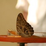 Insel Mainau - Schmetterlingshaus - Kategorien: Outdoor-Erlebnisse Tiere  IMG_3676-150x150