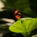Insel Mainau - Schmetterlingshaus - Kategorien: Outdoor-Erlebnisse Tiere  IMG_3677-150x150