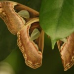 Insel Mainau - Schmetterlingshaus - Kategorien: Outdoor-Erlebnisse Tiere  IMG_3680-150x150