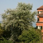 Quartier in Meersburg / Bodensee - Kategorien: Kurzmeldung  IMG_3802-150x150