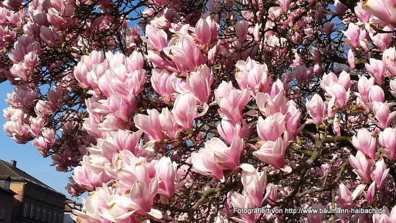 Magnolienblüte in Aschaffenburg / Schöntal - Kategorien: Kurzmeldung  20150410_100941