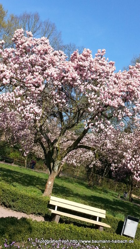 Magnolienblüte im Schöntal / Aschaffenburg