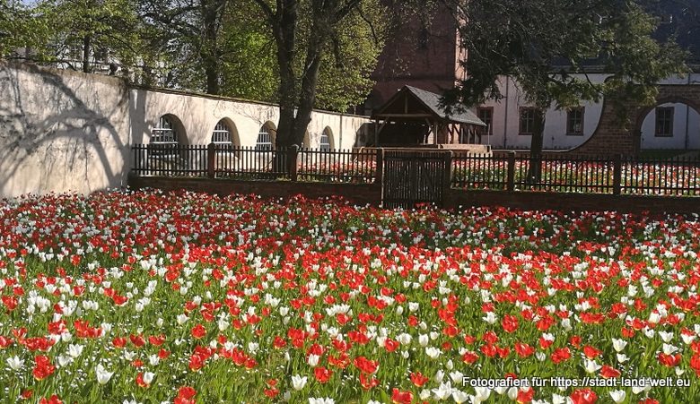 Tulpenblüte und Blütenmeer in Seligenstadt am Main - Kategorien: Pflanzen / Blumen 