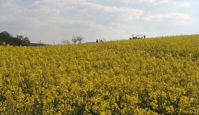 Später Nachmittagspaziergang über die Felder zwischen Klingerhof und Winzenhohl - Kategorien: Kurzmeldung  IMG_20170429_171720-780x451