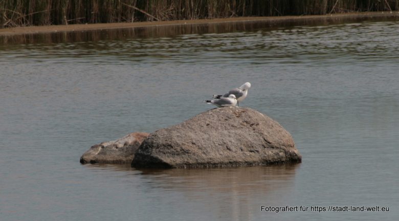 Wasservogelreservat Wallnau / Insel Fehmarn