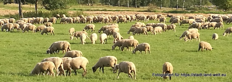 Schafe - Schäfchen zählen