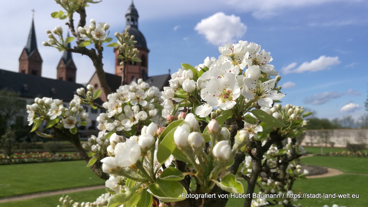 Tulpenblüte und Frühlingsmarkt in Seligenstadt - Kategorien: Deutschland Hessen Pflanzen / Blumen Radtouren RSS-Feed  Frühling-im-Klostergarten-Seligenstadt-IMG_20180414_160621