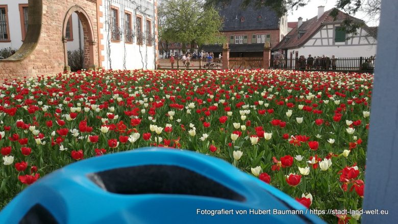 Tulpenblüte und Frühlingsmarkt in Seligenstadt - Kategorien: Deutschland Hessen Pflanzen / Blumen Radtouren RSS-Feed  Frühling-im-Klostergarten-Seligenstadt-IMG_20180414_161959-780x440