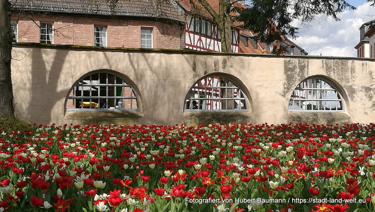 Tulpenblüte und Frühlingsmarkt in Seligenstadt - Kategorien: Deutschland Hessen Pflanzen / Blumen Radtouren RSS-Feed  Tulpenblüte-in-Seligenstadt-IMG_20180414_143106