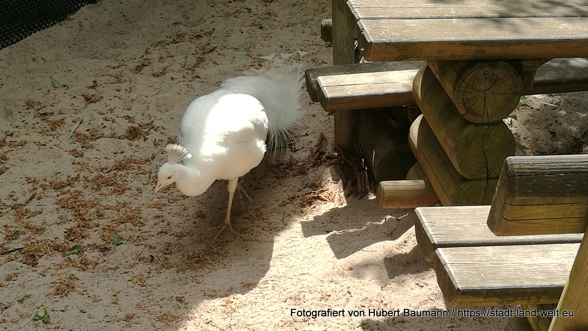Von weißen Pfauen, blauen Fröschen und Riesenschmetterlingen - zu Besuch im Vivarium in Darmstadt -  Deutschland Hessen RSS-Feed Tiere  IMG_20180501_144502