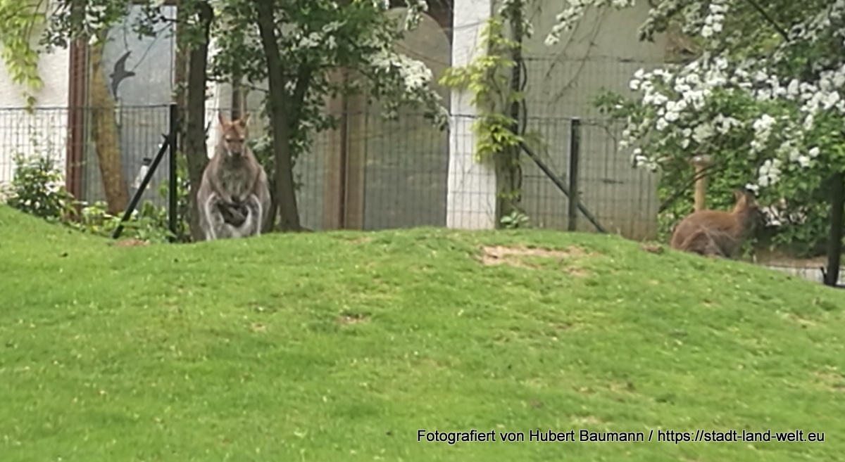 Von weißen Pfauen, blauen Fröschen und Riesenschmetterlingen - zu Besuch im Vivarium in Darmstadt -  Deutschland Hessen RSS-Feed Tiere  IMG_20180501_151140