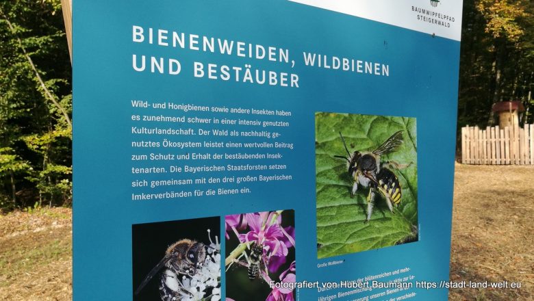 Über den Bäumen des Steigerwalds: Der Baumwipfelpfad in Ebrach -  Bayern RSS-Feed Wanderungen Wohnmobil-Touren  IMG_20180915_094720-780x440