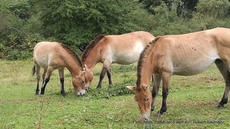 Przewalski-Pferde auf dem ehemaligen Truppenübungsplatz in Schweinheim - Kategorien: Bayern Deutschland Tiere 