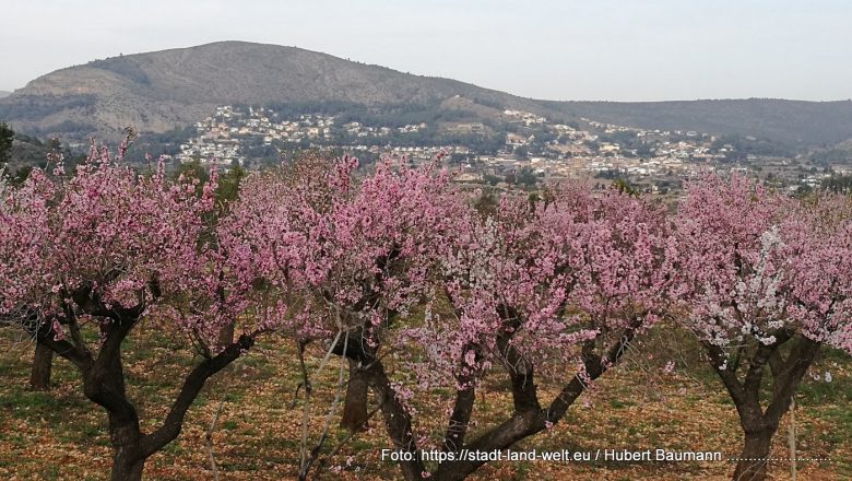 Die Mandelblüte in Spanien -  Pflanzen / Blumen RSS-Feed Spanien  153-IMG_20220204_141935-1-780x440