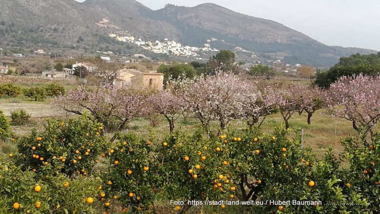 Die Mandelblüte in Spanien -  Pflanzen / Blumen RSS-Feed Spanien  155-IMG_20220204_151336-780x440